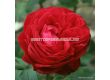Роза Tiamo (хибридна чаена роза), серия Eleganza-Antique - Kordes - 1 брой - 2t