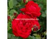 Роза Tiamo (хибридна чаена роза), серия Eleganza-Antique - Kordes - 1 брой - 1t