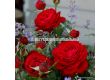 Роза Tiamo (хибридна чаена роза), серия Eleganza-Antique - Kordes - 1 брой - 4t