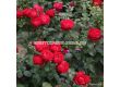 Роза Tiamo (хибридна чаена роза), серия Eleganza-Antique - Kordes - 1 брой - 5t