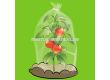 Plantina Покритие за домати 5м  - 1t