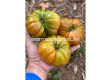 СЕМЕНА ДОМАТИ БОКАМЕГРА Х TOMATO BOCAMEGRA H - СК  - 2t
