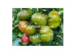 СЕМЕНА ДОМАТИ БОКАМЕГРА Х TOMATO BOCAMEGRA H - СК  - 1t