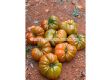 СЕМЕНА ДОМАТИ БОКАМЕГРА Х TOMATO BOCAMEGRA H - СК  - 3t