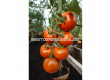 СК ДОМАТИ БРУНИТО Х TOMATO BRUNITO H - 3t