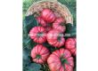 СЕМЕНА ДОМАТИ КАСАРОСА Х TOMATO CASSAROSA H - СК - 4t
