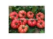 СЕМЕНА ДОМАТИ КАСАРОСА Х TOMATO CASSAROSA H - СК - 3t