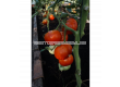 СЕМЕНА ДОМАТ JERGUS H, TOMATO -'SK - 0.1г - 2t