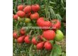 Семена розов домат - Тукипинк/ Tukipink F1 - 500 семена - 1t