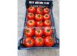 НОВО! Семена домати Варела F1 - Varela F1 - 500 бр. семена - 3t