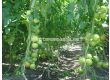Семена домати Велосити F1- Velocity F1 - 500 бр. семена - 2t