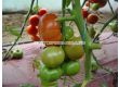 Семена домати Велосити F1- Velocity F1 - 500 бр. семена - 1t