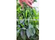 Пипер JALAPENO 143-142 F1 / - 500с (тип Барут) - 1t - sortovisemena.bg Пипер JALAPENO 143-142 F1 / - 500с (тип Барут) - 1t