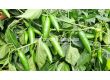 Пипер JALAPENO 143-142 F1 / - 500с (тип Барут) - 2t - sortovisemena.bg Пипер JALAPENO 143-142 F1 / - 500с (тип Барут) - 2t