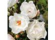 Роза Weisse Wolke (храстова роза), серия Heckenzauber- Kordes- 1 брой - 4t