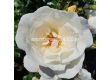 Роза Weisse Wolke (храстова роза), серия Heckenzauber- Kordes- 1 брой - 2t