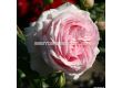 Роза Wellenspiel (храстова роза) - серия Märchen Rosen - Kordes- 1 брой - 5t