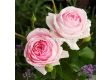 Роза Wellenspiel (храстова роза) - серия Märchen Rosen - Kordes- 1 брой - 6t