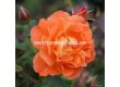 Роза Westerland (храстова роза)- Kordes- 1 брой - 1t