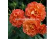 Роза Westerland (храстова роза)- Kordes- 1 брой - 3t