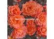Роза Westerland (храстова роза)- Kordes- 1 брой - 2t