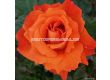 Роза Westerland (храстова роза)- Kordes- 1 брой - 5t