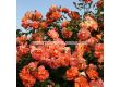 Роза Westerland (храстова роза)- Kordes- 1 брой - 6t