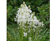 Лъжезюмбюл/ Hyacinthoides hispanica 'White City' -1 бр. - 1t