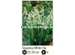 Лъжезюмбюл/ Hyacinthoides hispanica 'White City' -1 бр. - 2t