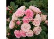 Роза Xenia (роза флорибунда) - Kordes - 1 брой - 3t