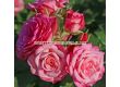 Роза Xenia (роза флорибунда) - Kordes - 1 брой - 1t