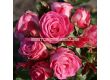 Роза Xenia (роза флорибунда) - Kordes - 1 брой - 4t