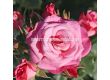 Роза Xenia (роза флорибунда) - Kordes - 1 брой - 2t