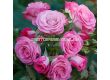 Роза Xenia (роза флорибунда) - Kordes - 1 брой - 5t