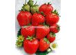 Ягоди (Strawberry) Ostara (целогодишни) - 1t