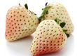 ягоди (Strawberry) White Pineberry  - 1t