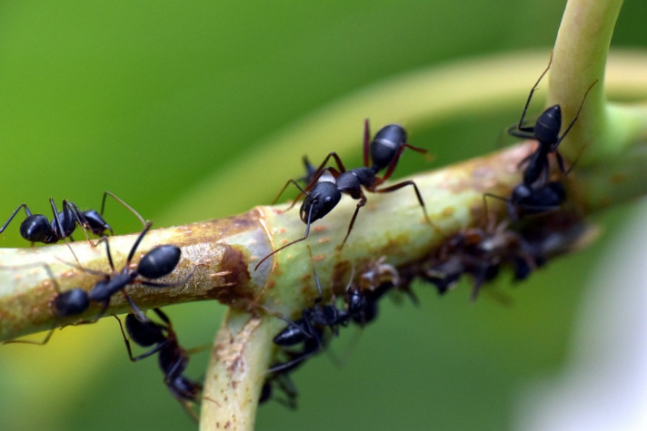 Ефективни начини да се справим с мравките на моравата и в градината