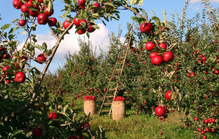 Овощна градина с ябълкови дървета, отрупани с плодове.