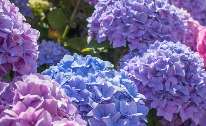 Сини и лилави цветове на азалия 