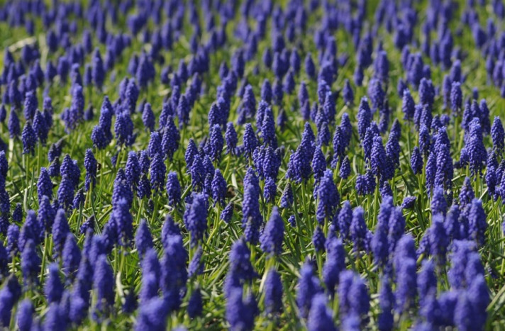 Оформете сини и лилави акценти в градината!