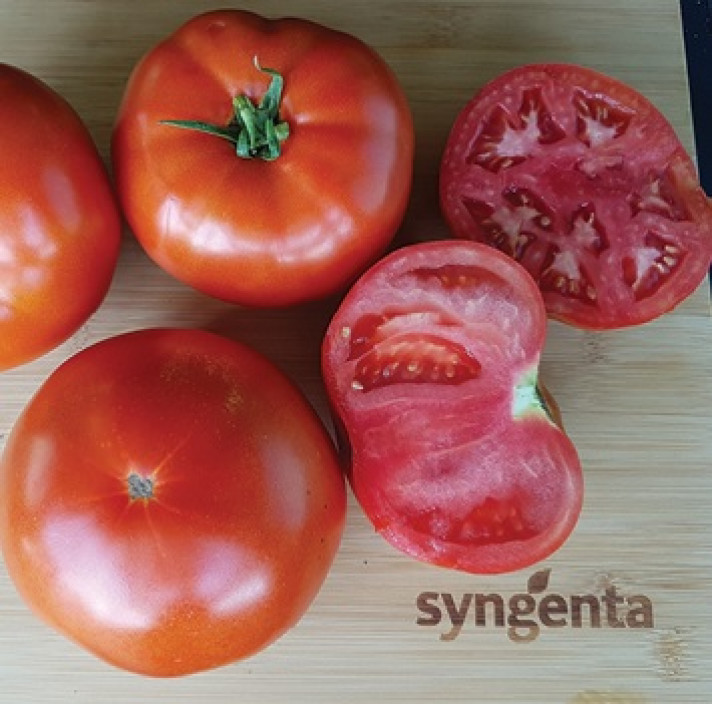 Доматът Бобкат – високодобивен и вкусен