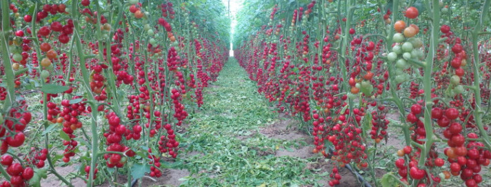 Редове с много растения с узрели домати