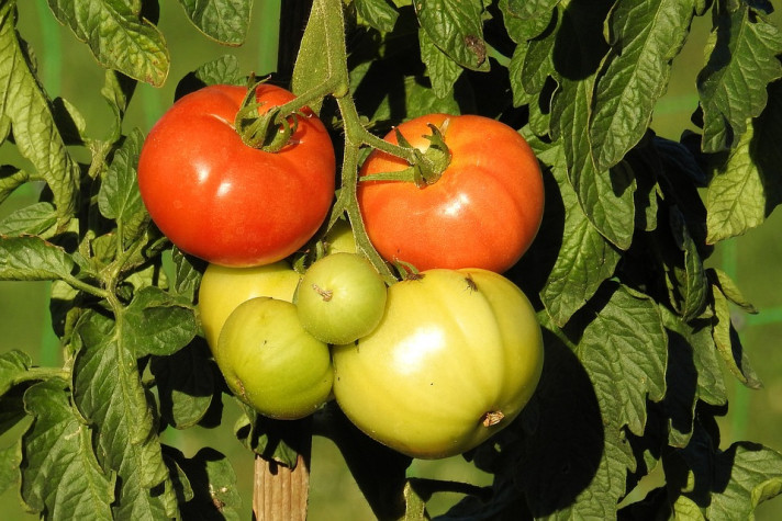 Как да отгледате ранни домати – практични съвети