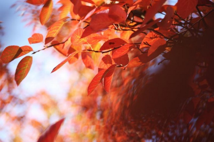 Красива клонка с червени есенни листа
