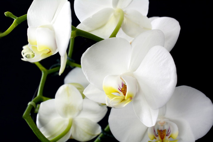 Как да пресадим орхидеята?