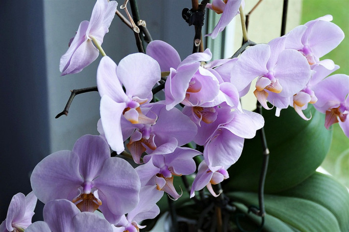 Защо не цъфти орхидеята и как да се грижим правилно за нея?