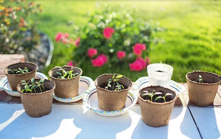 Разсад за пипер