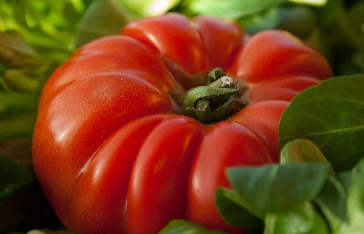 Как да отгледате месести и вкусни домати?