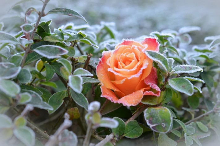 Замръзнала цъфнала оранжева роза