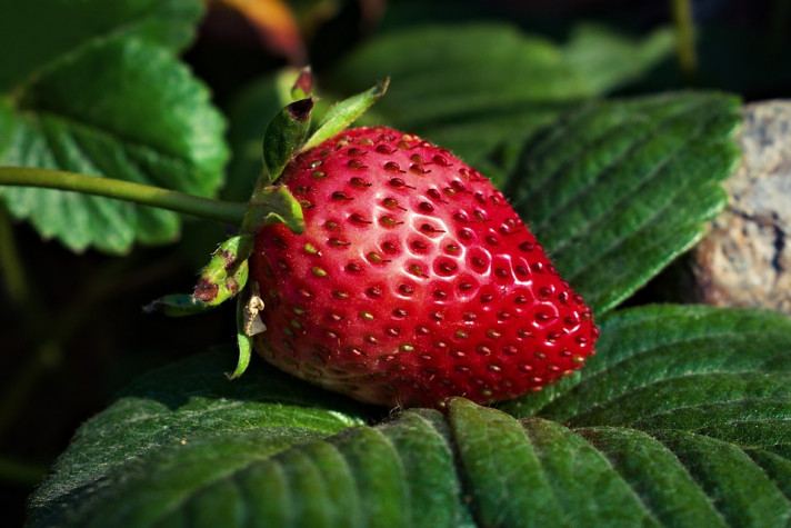 Вредители по ягодите и как да се избавим от тях?